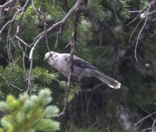 Canada Jay