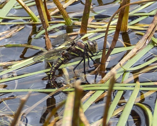 Paddle-tailed Darner