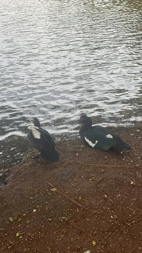Muscovy Duck