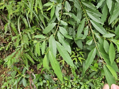 Litsea cubeba observed 2026-09-08