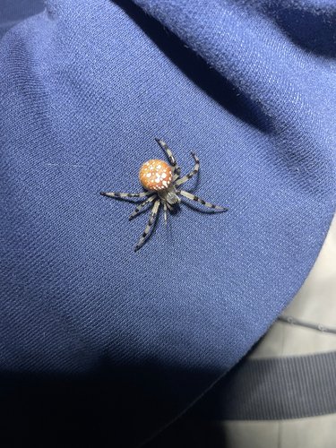 Shamrock Orbweaver