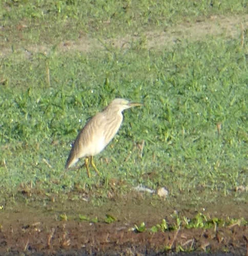 iNaturalist image