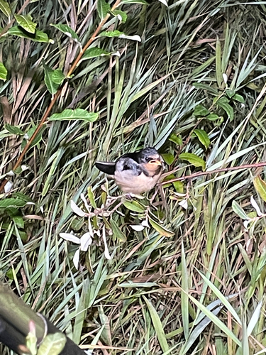 Barn Swallow