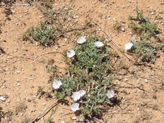 Convolvulus lineatus