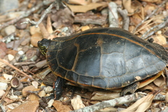 Chrysemys dorsalis