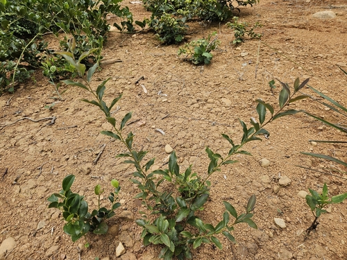 Lindera glauca, 2026-09-08