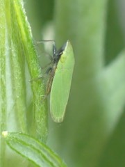 Draeculacephala minerva