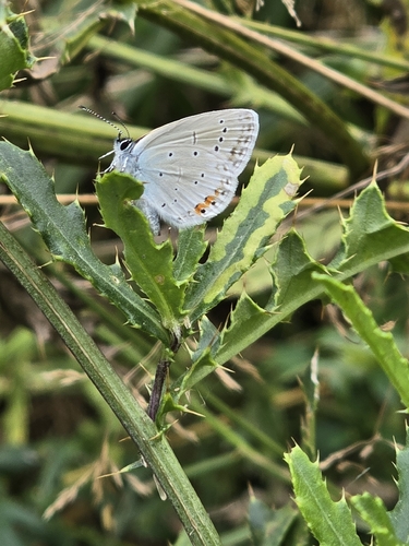 Short-tailed Blue