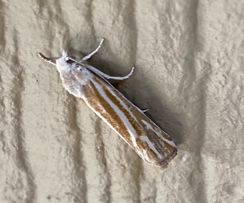 iNaturalist observation photo of Snakeweed Borer Moth