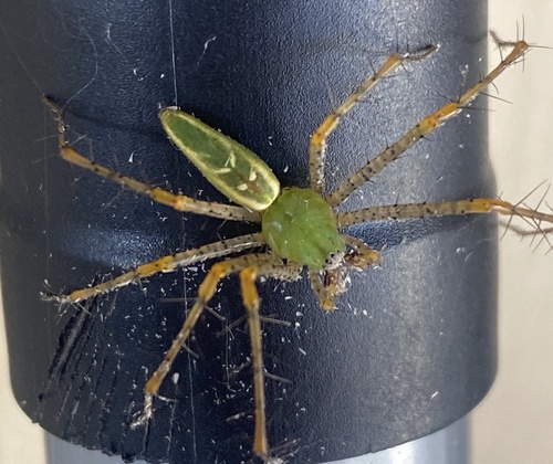 iNaturalist observation photo of Green Lynx Spider