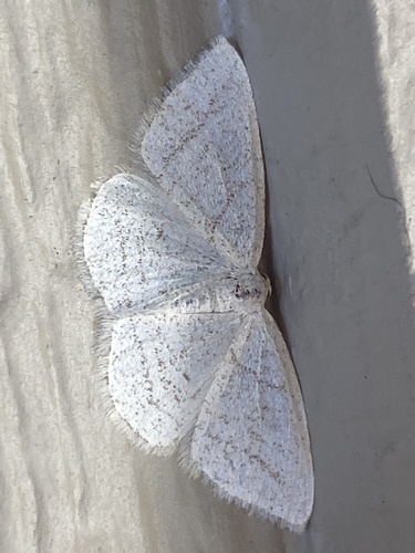 iNaturalist observation photo of Simple Wave