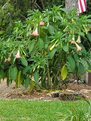 Image of Brugmansia arborea