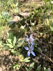 Delphinium bicolor