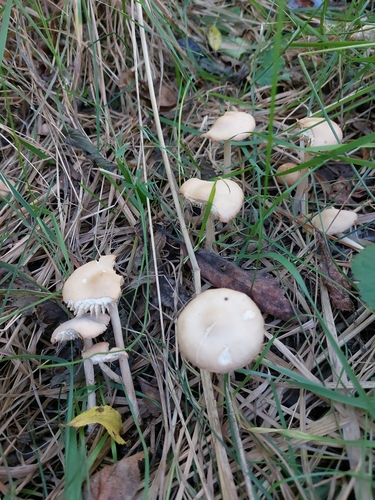fairy ring marasmius