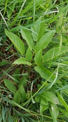 Angelica archangelica