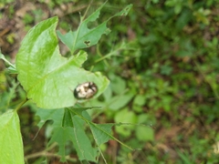 Calligrapha confluens