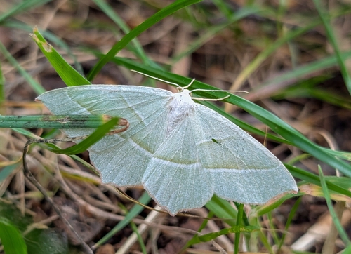 Light Emerald