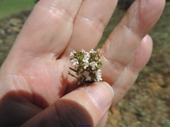 Thymus lacaitae