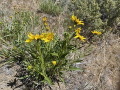 Helianthus cusickii