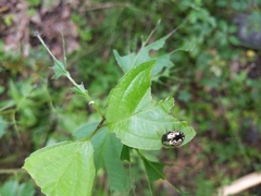Calligrapha confluens