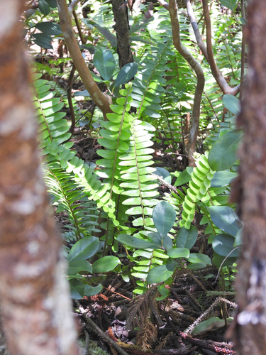 Nephrolepis cordifolia observed 2026-06-11