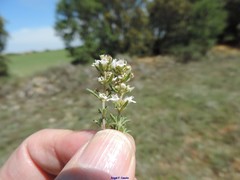 Thymus lacaitae
