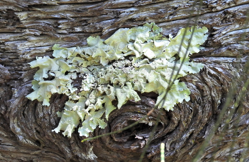 Parmotrema tinctorum observed 2026-06-11