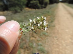 Thymus lacaitae