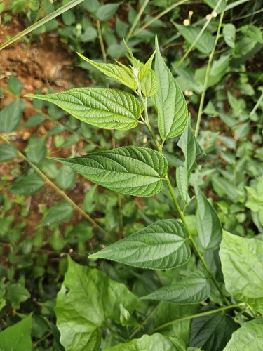 Trema cannabina observed 2026-09-08