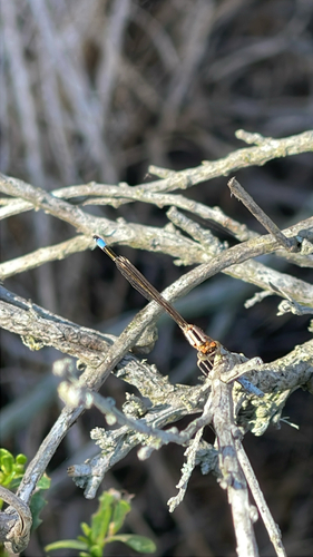 iNaturalist observation photo of Pacific Forktail
