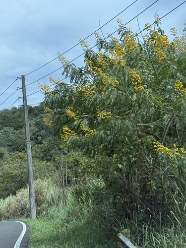 Senna spectabilis observed 2026-09-08