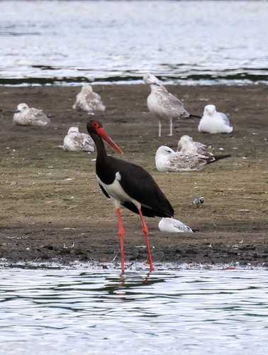Black Stork