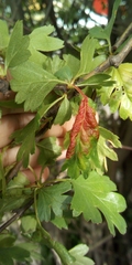 Dysaphis crataegi