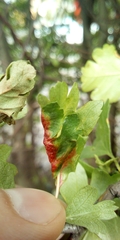 Dysaphis crataegi