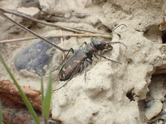 Cicindela tranquebarica vibex