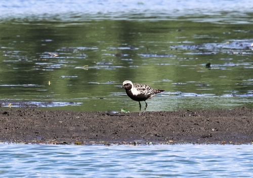 Black-bellied Plover
