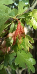 Dysaphis crataegi