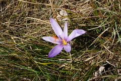 Crocus ligusticus