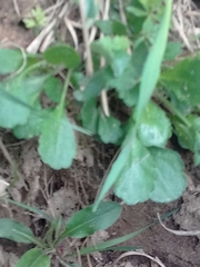 Leucanthemum vulgare