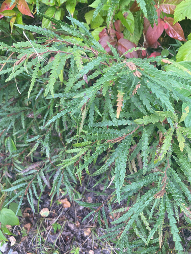 sweetfern