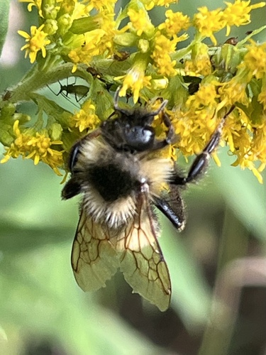 Lemon Cuckoo Bumble Bee