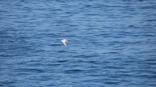 iNaturalist image