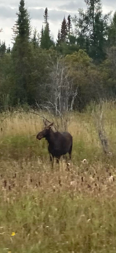 Moose