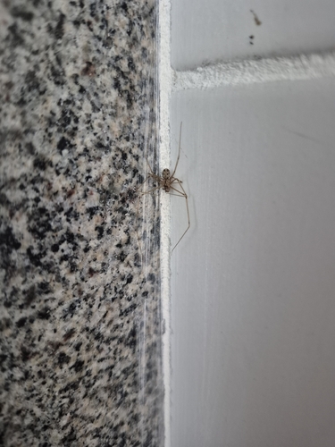 Short-bodied Cellar Spider