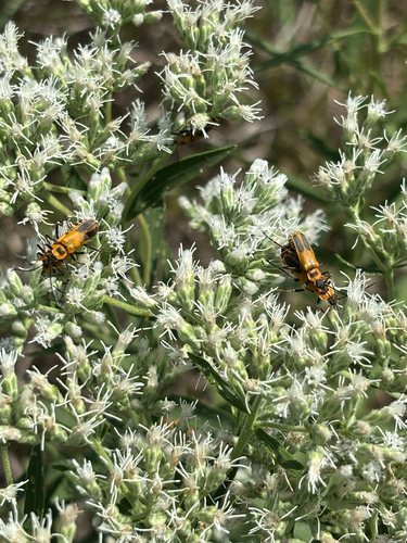 Goldenrod Soldier Beetle