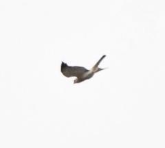 Accipiter badius