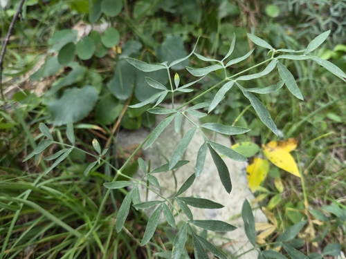 Siler montanum