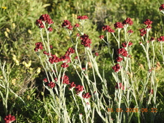 Helichrysum sanguineum