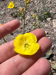 Chylismia brevipes