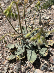 Chylismia brevipes, photograph author not stated, no rights reserved